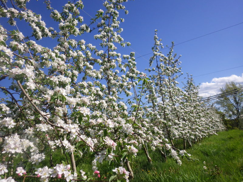 春のリンゴ畑