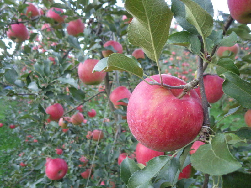 秋のリンゴ畑