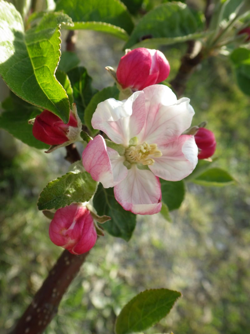 リンゴの花1